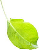 Продукты питания